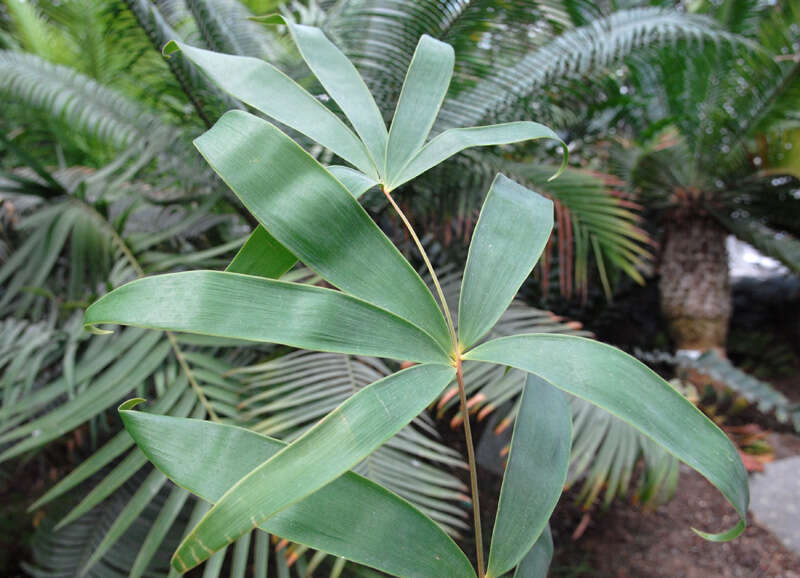 Image of Bamboo Cycad