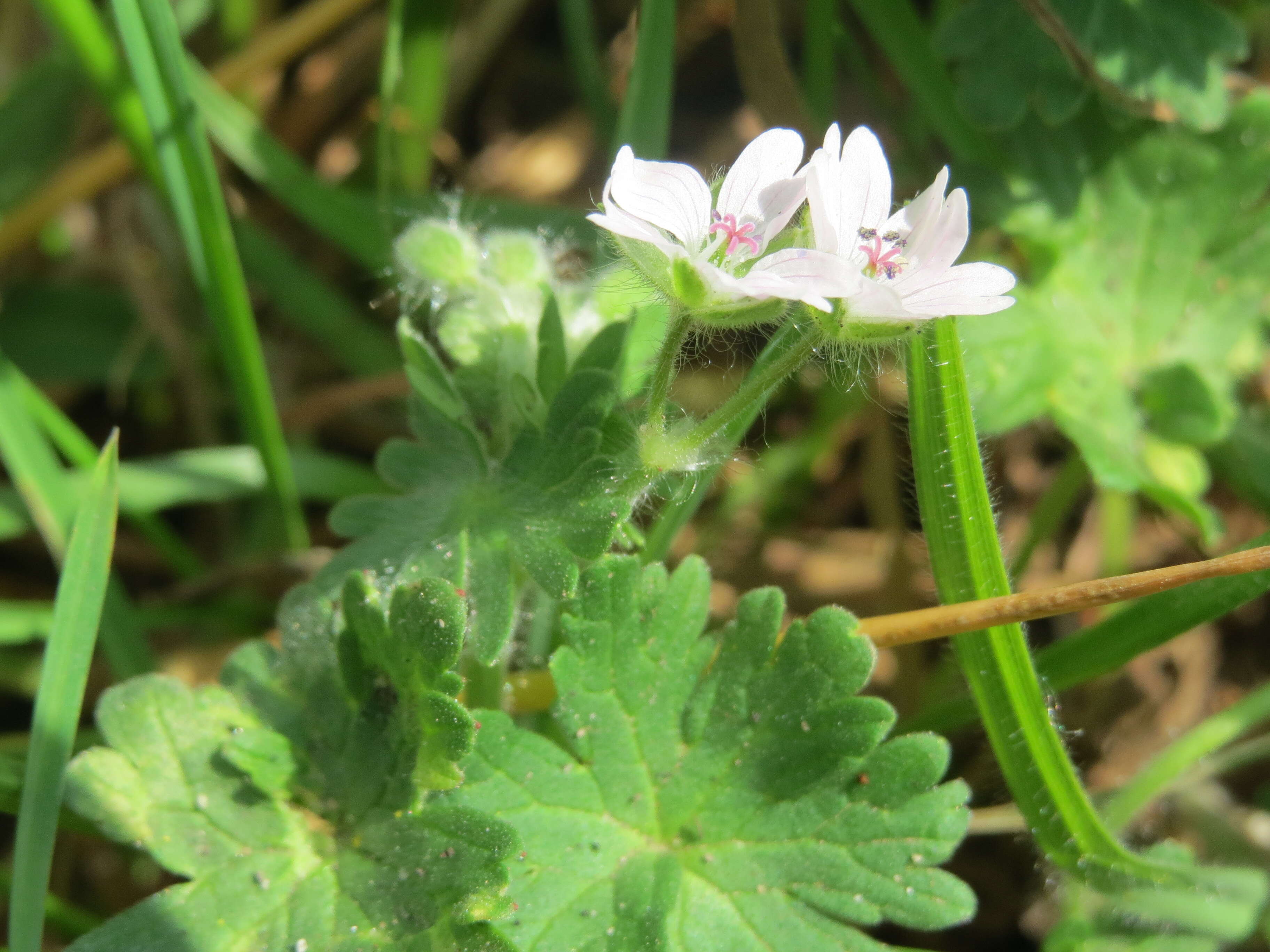 Imagem de Geranium molle L.