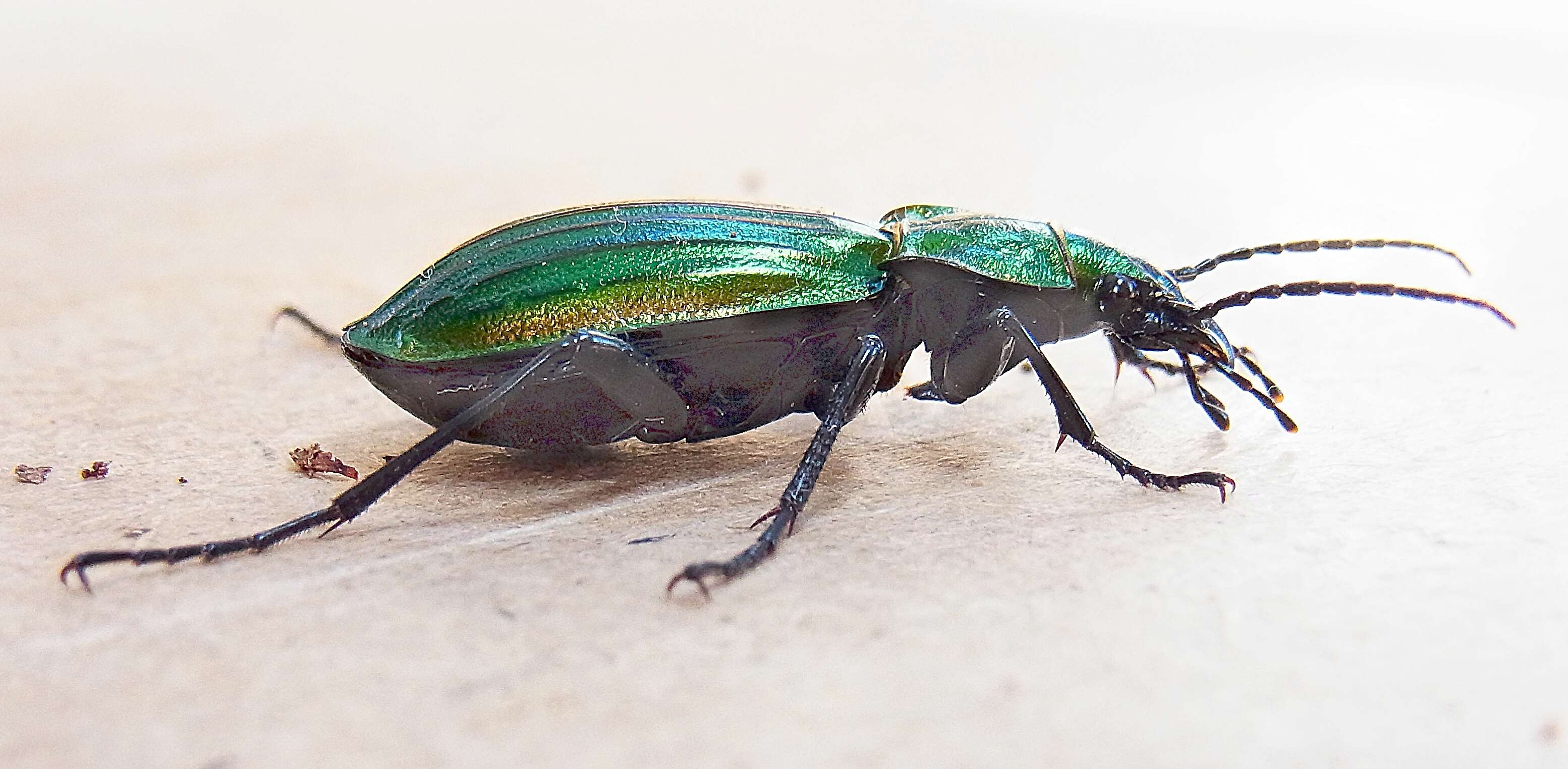 Image of Carabus (Chrysocarabus) basilicus Chevrolat 1836