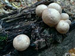 Imagem de Lycoperdon pyriforme Schaeff. 1774