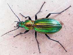 Image of Carabus (Chrysocarabus) basilicus Chevrolat 1836