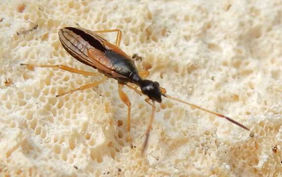 Image of Long-necked Seed Bugs