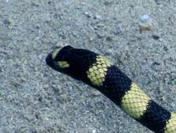 Image of Slender-necked Seasnake