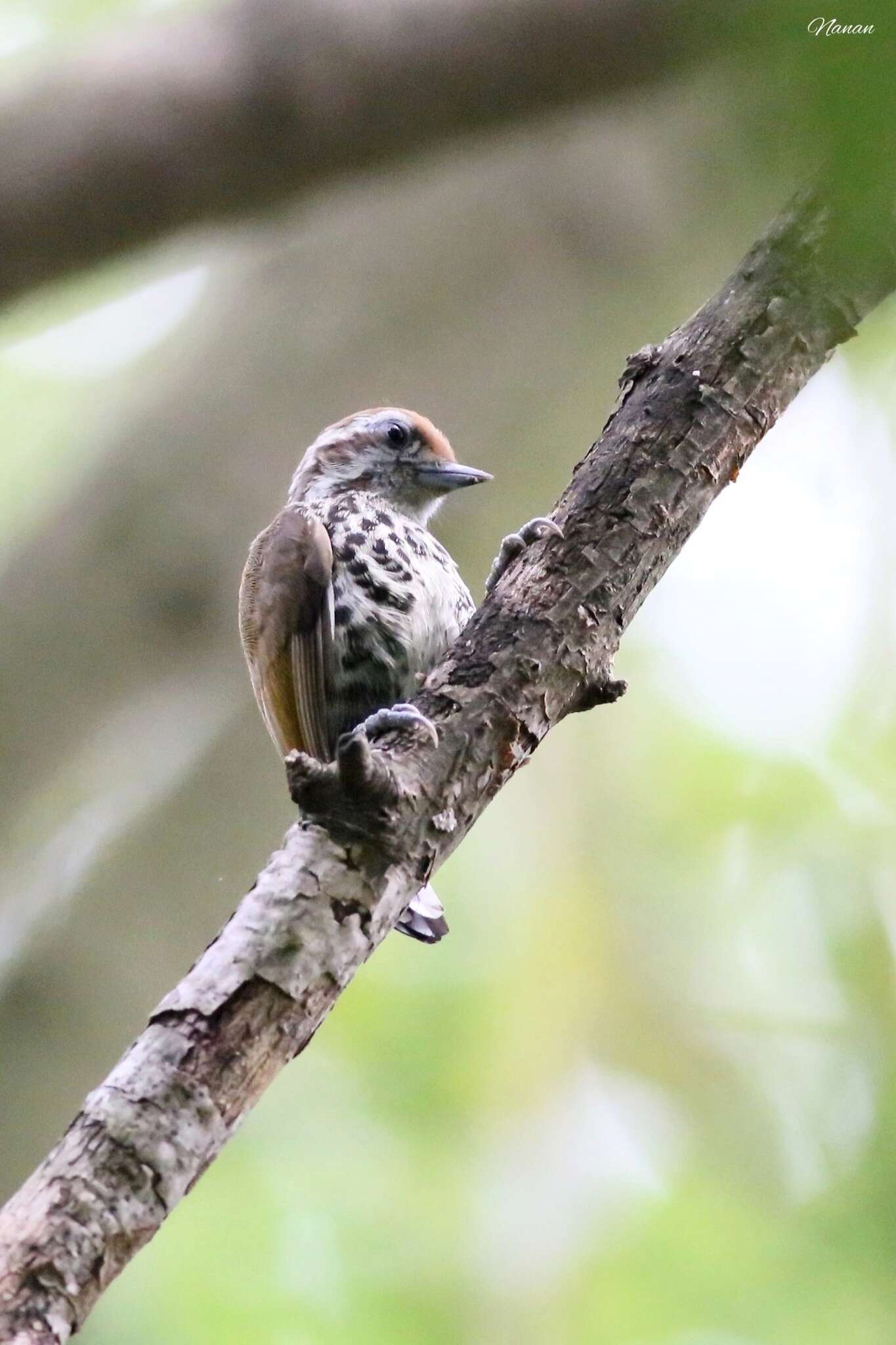 Image of Speckled Piculet