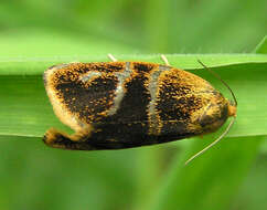 Image of leches twist moth