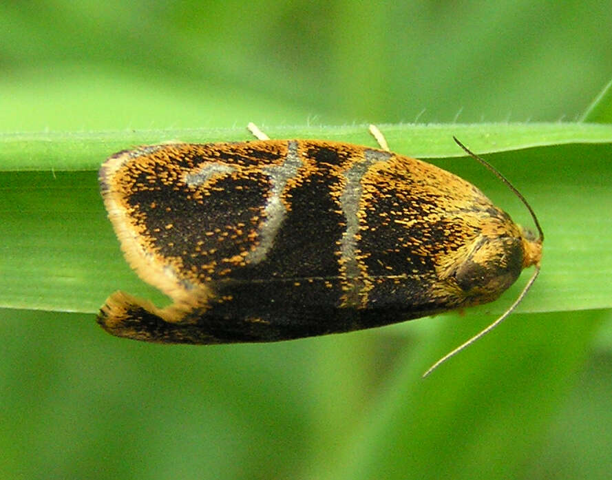 Image of leches twist moth