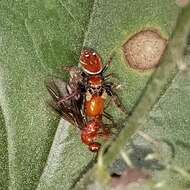 Plancia ëd Phidippus whitmani Peckham & Peckham 1909