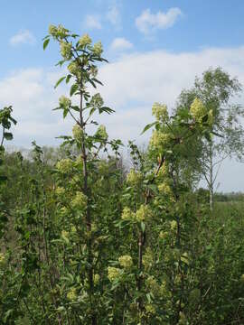 Imagem de Sambucus racemosa L.