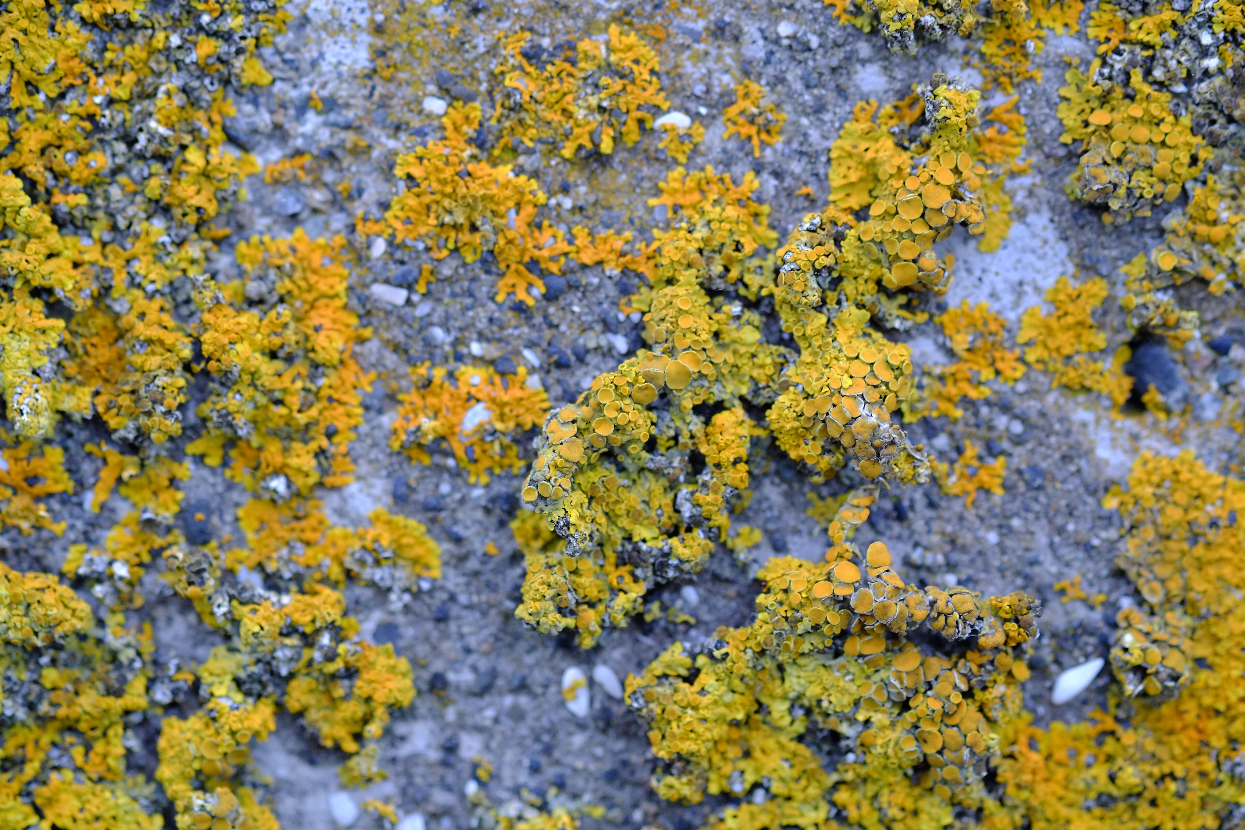 Image of orange wall lichen