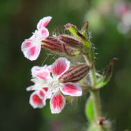 Image of common catchfly