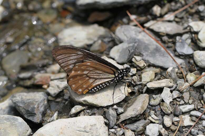 Sivun Papilio epycides kuva