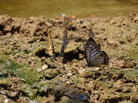 Image of Great Zebra Butterfly