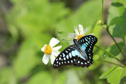 Image of Graphium doson (Felder & Felder 1864)