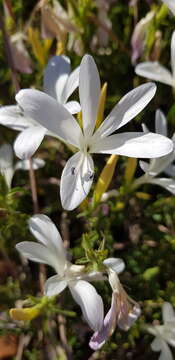 Image of Barleria pretoriensis C. B. Cl.