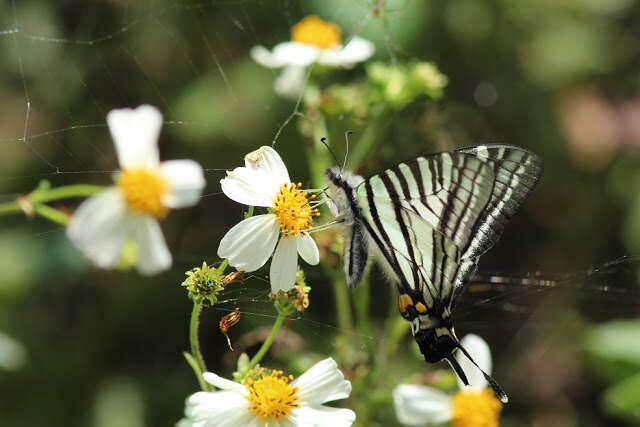 Image of Six-bar Swordtail Butterfly