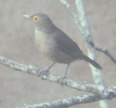 Image of Spectacled Thrush