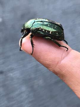 Image of Scarab beetle