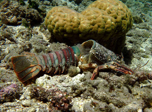 Image of Pronghorn Spiny Lobster