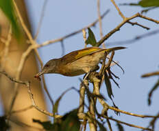 Imagem de Conopophila albogularis (Gould 1843)