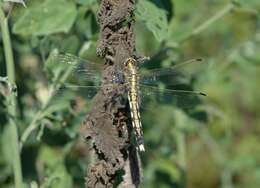 Sivun Orthetrum albistylum (Selys 1848) kuva