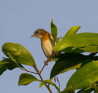 Imagem de Conopophila albogularis (Gould 1843)