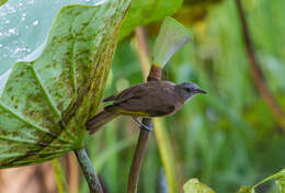 Imagem de Conopophila albogularis (Gould 1843)