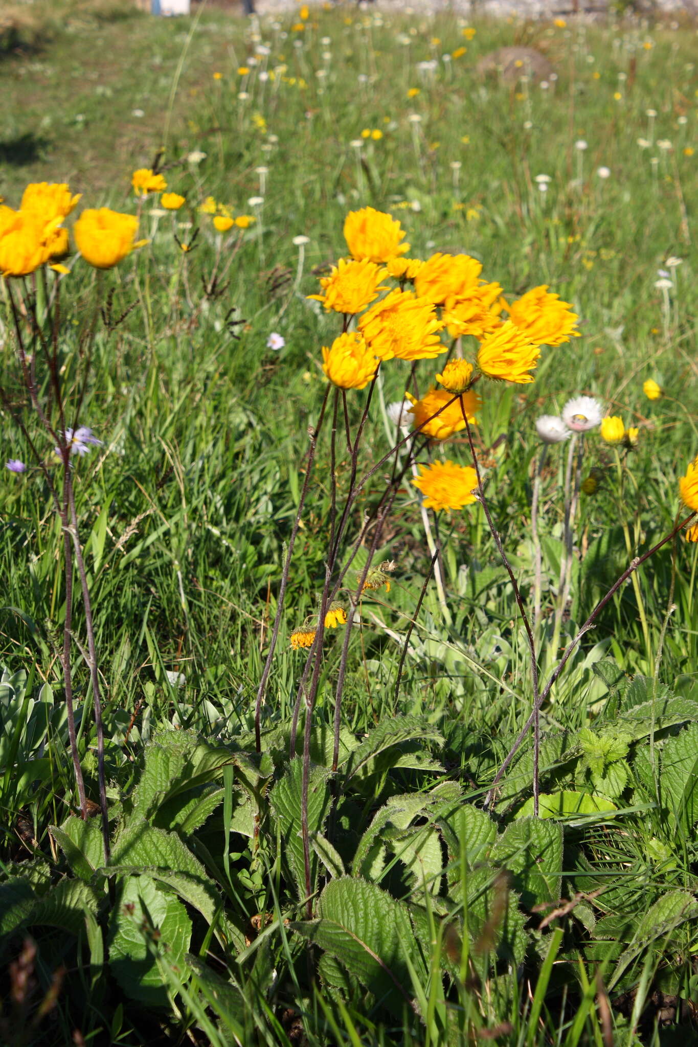 Image of Berkheya speciosa (DC.) O. Hoffm.