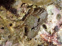 Image of Cabrillo porcelain crab