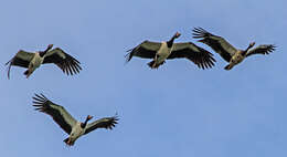 Image of magpie-goose