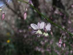 Image of Arthropodium milleflorum (Redouté) J. F. Macbr.