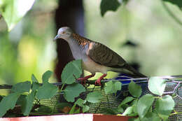 Image of Bar-shouldered Dove