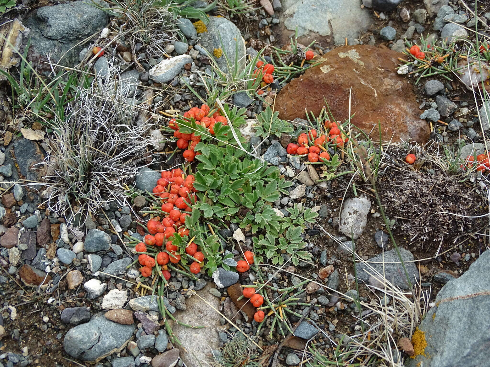 Image of Ephedra monosperma J. G. Gmel. ex C. A. Mey.