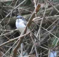 Platysteira peltata Sundevall 1850的圖片