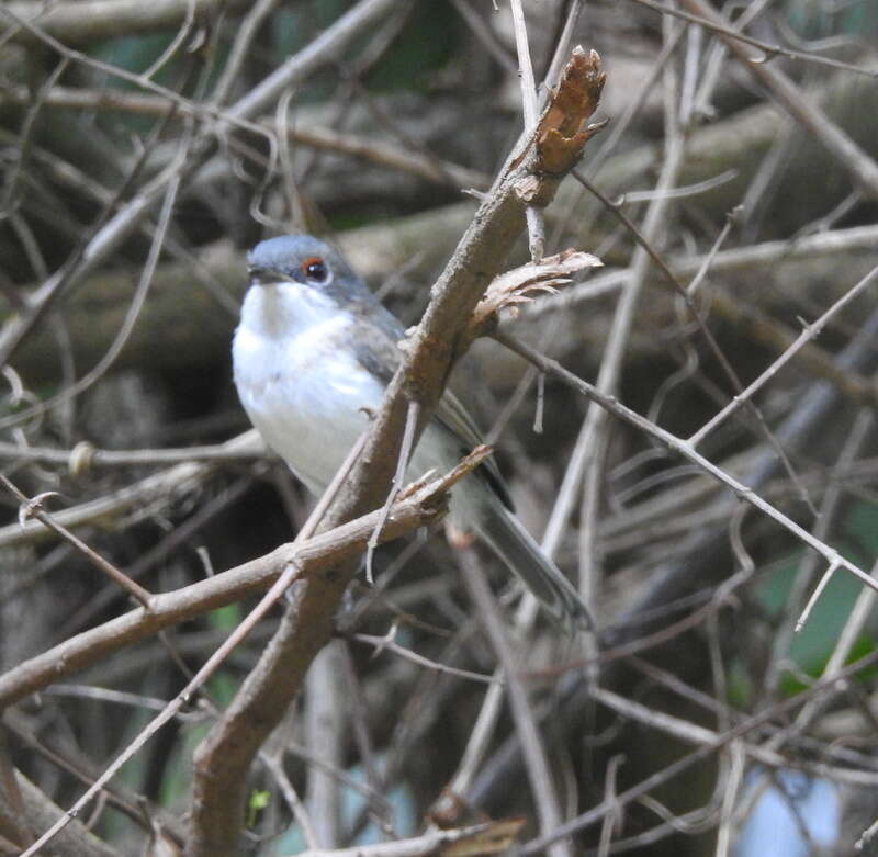 Platysteira peltata Sundevall 1850的圖片