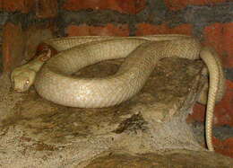 Image of Indian cobra