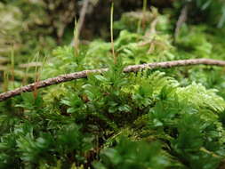 Image of largetooth calcareous moss