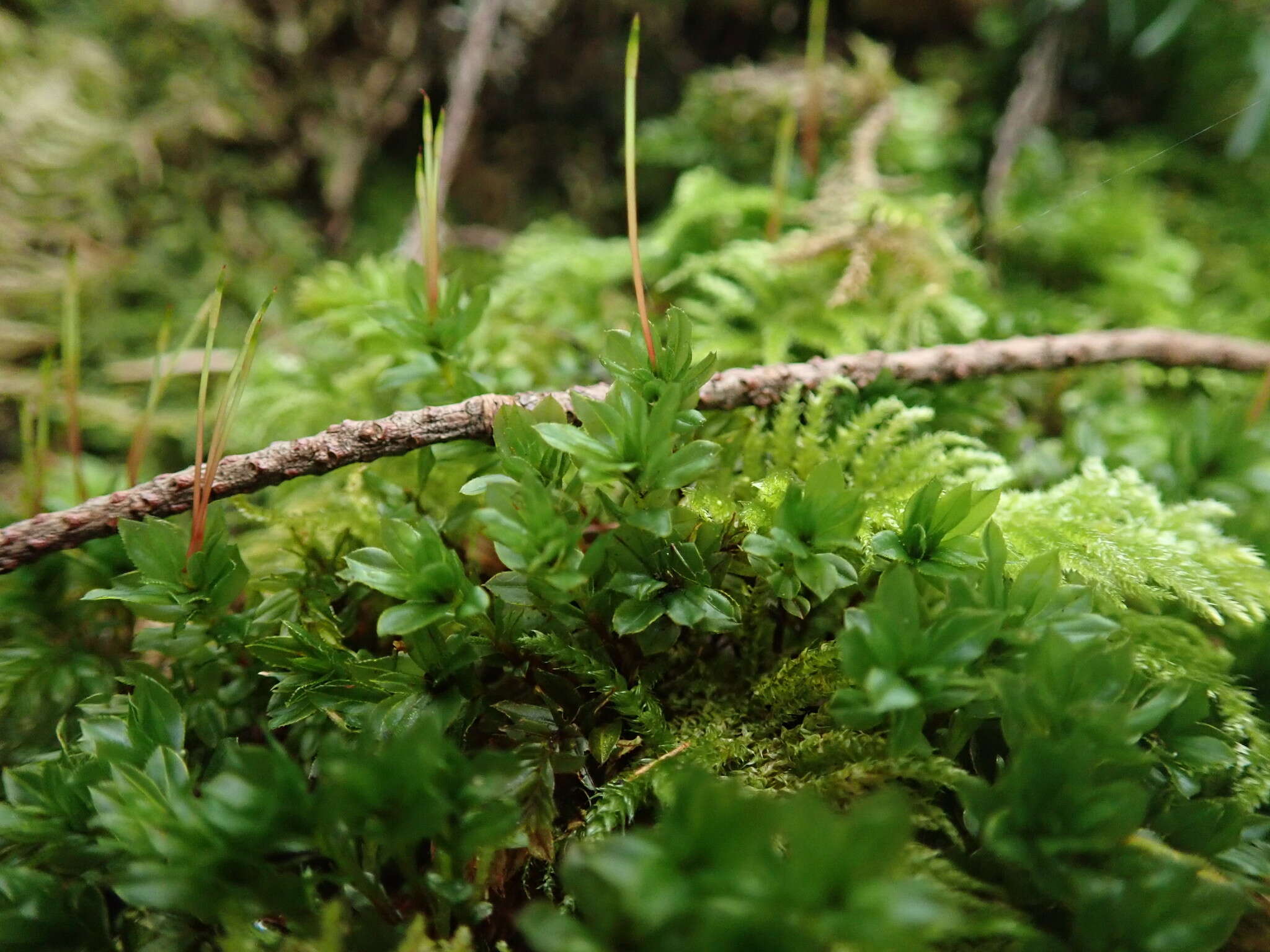 Image of largetooth calcareous moss