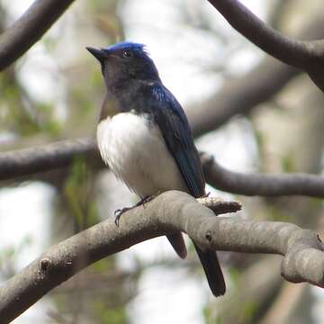 Image of Cyanoptila Blyth 1847