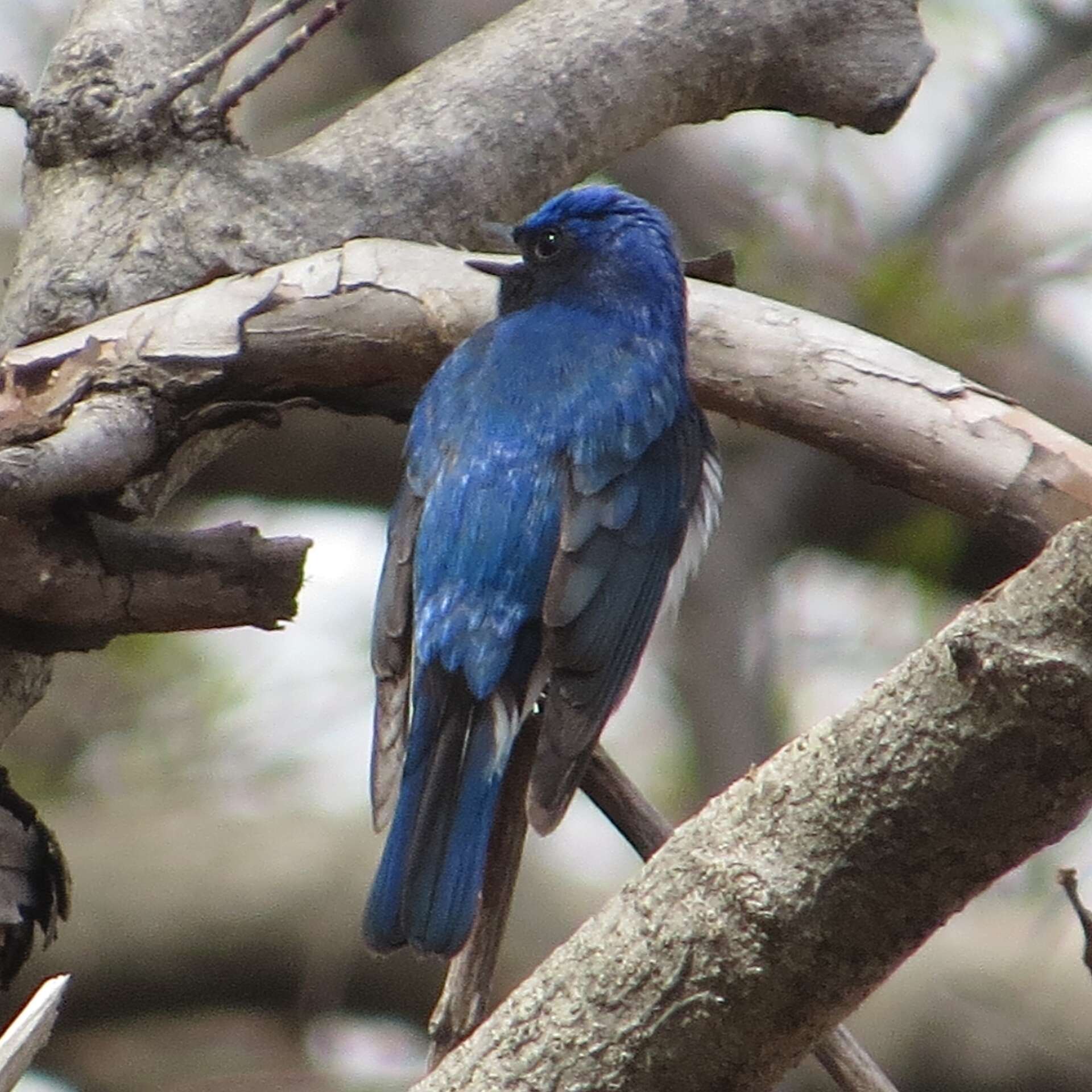 Image of Cyanoptila Blyth 1847