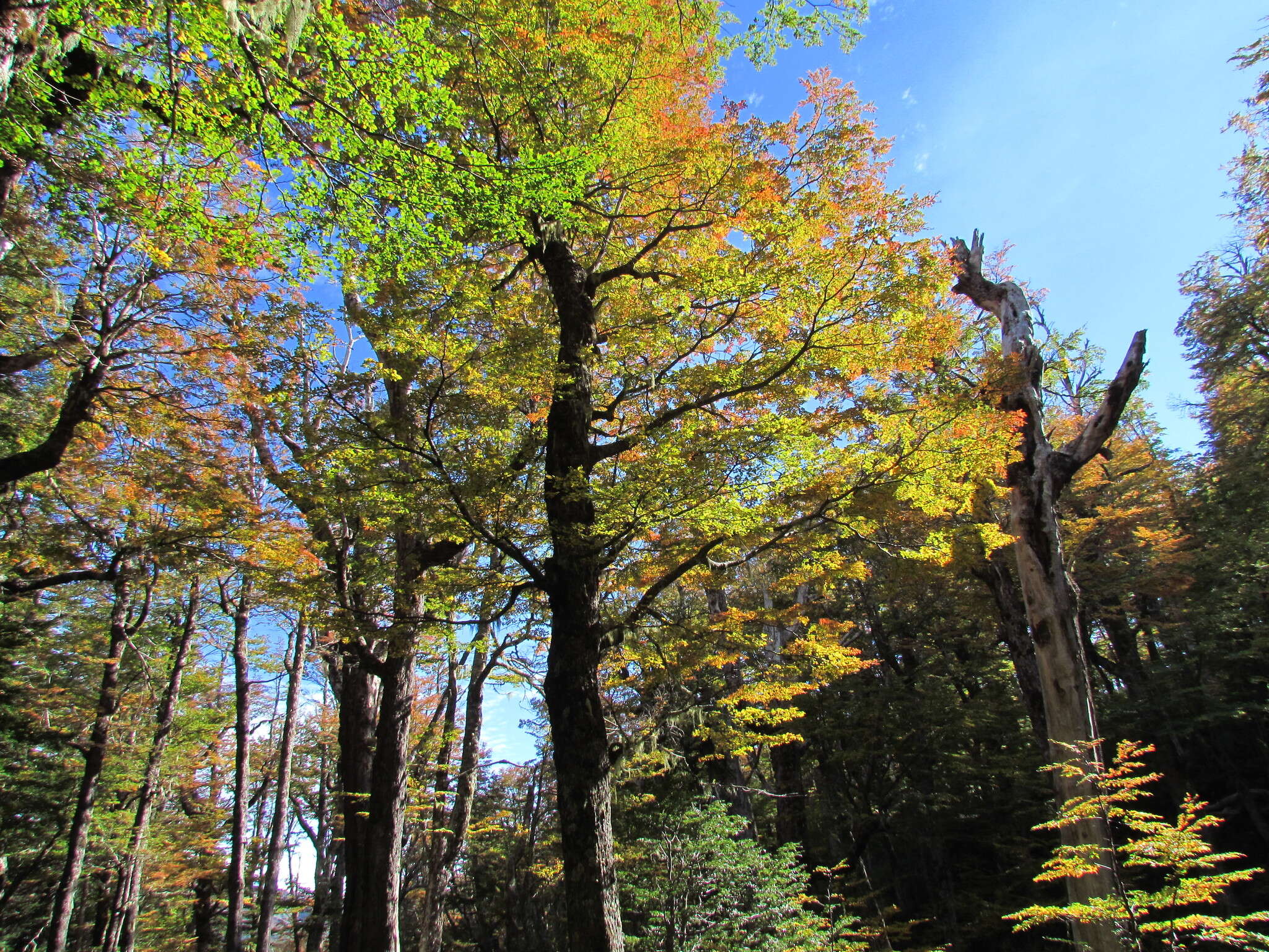 Image de Nothofagus alpina (Poepp. & Endl.) Oerst.