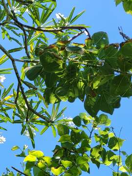 Imagem de Erythrina eggersii Krukoff & Moldenke