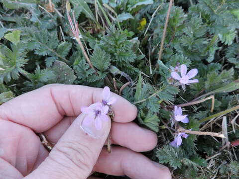 Imagem de Erodium cicutarium (L.) L'Her.