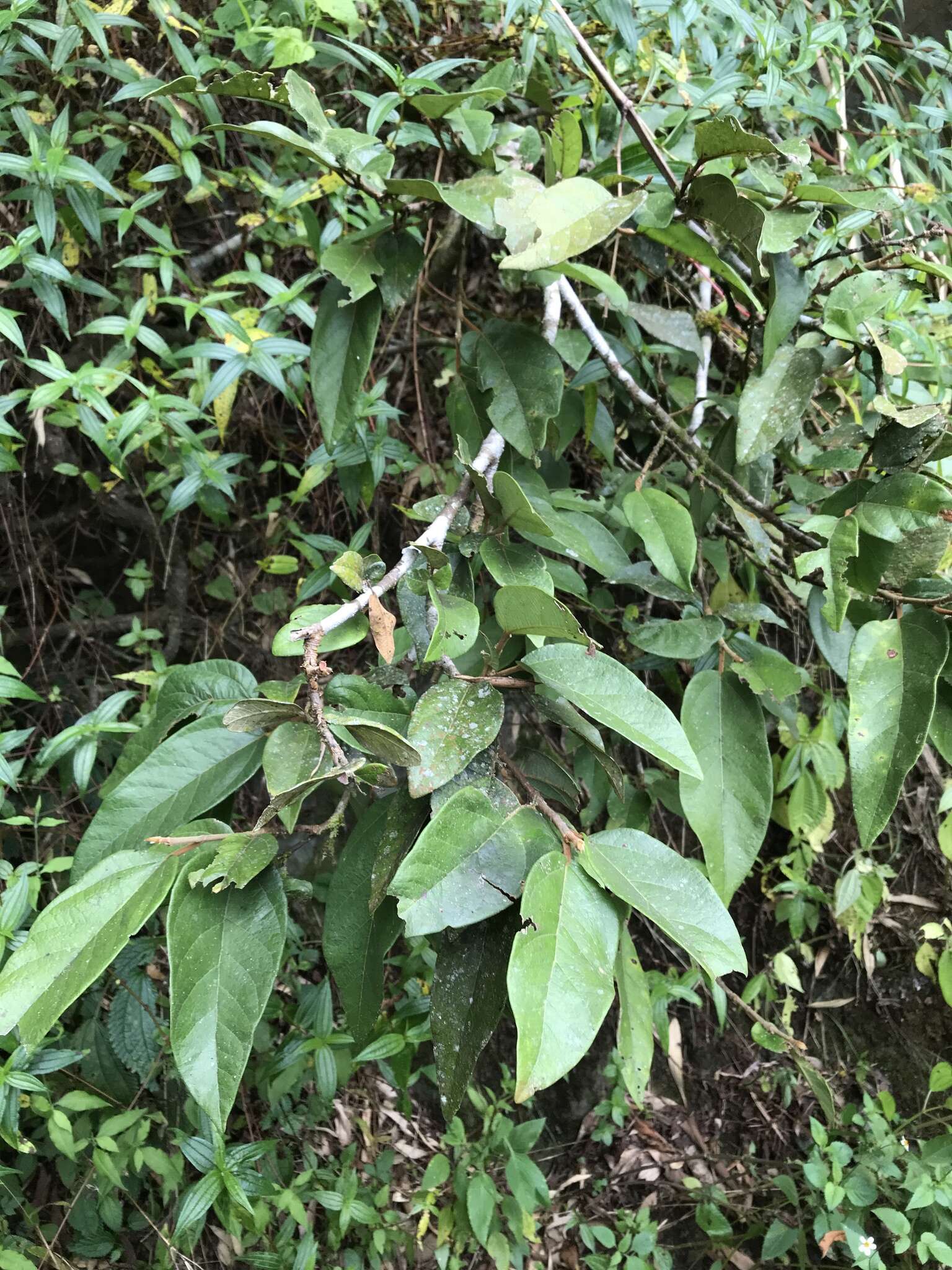 Image of Ficus pumila var. awkeotsang (Makino) Corner