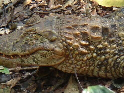 Image of Yacare caiman