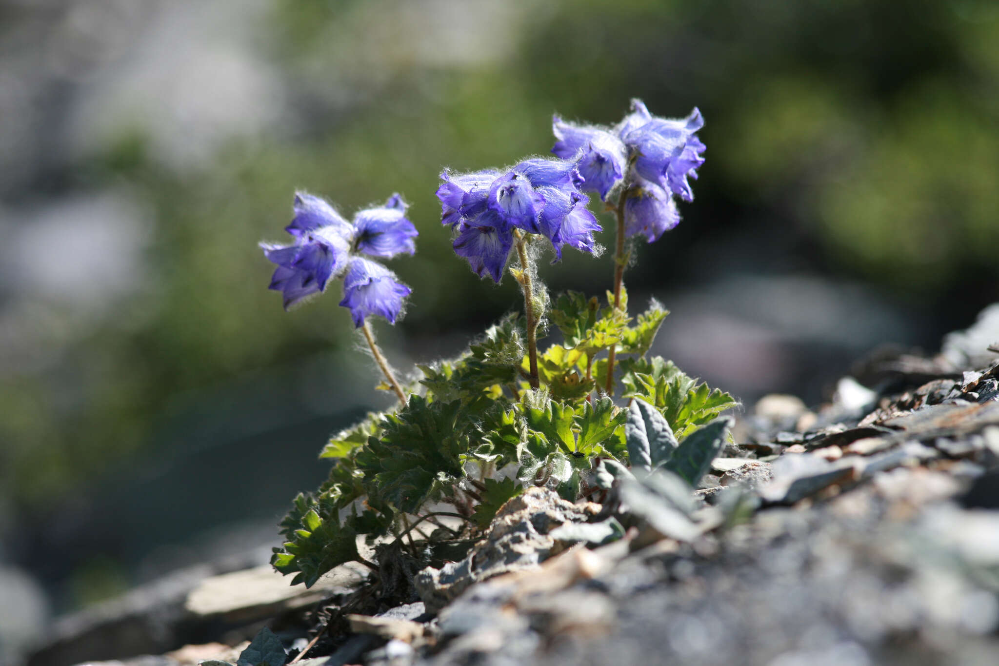 Image of Delphinium brunonianum Royle