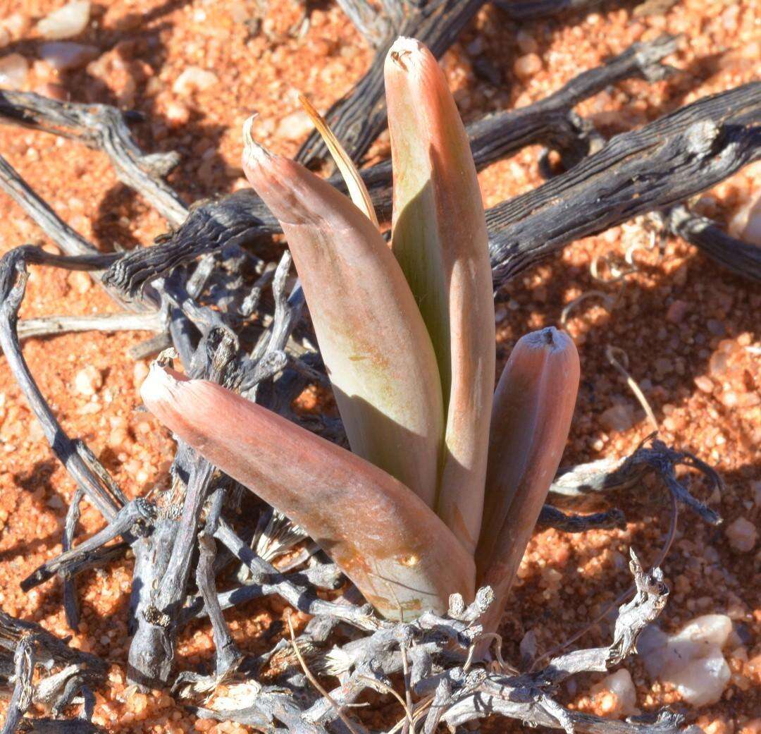 Image of Bulbine sedifolia Schltr. ex Poelln.