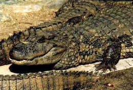 Image of Yacare caiman