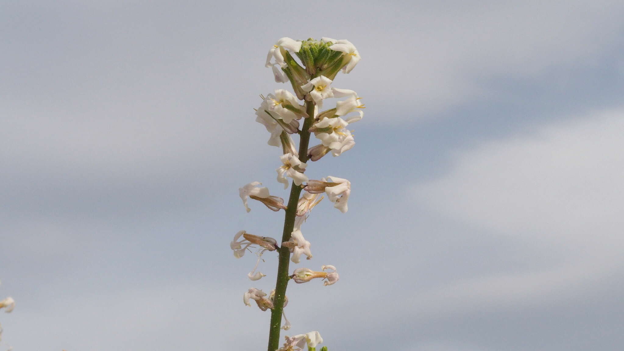 Image of California shieldpod