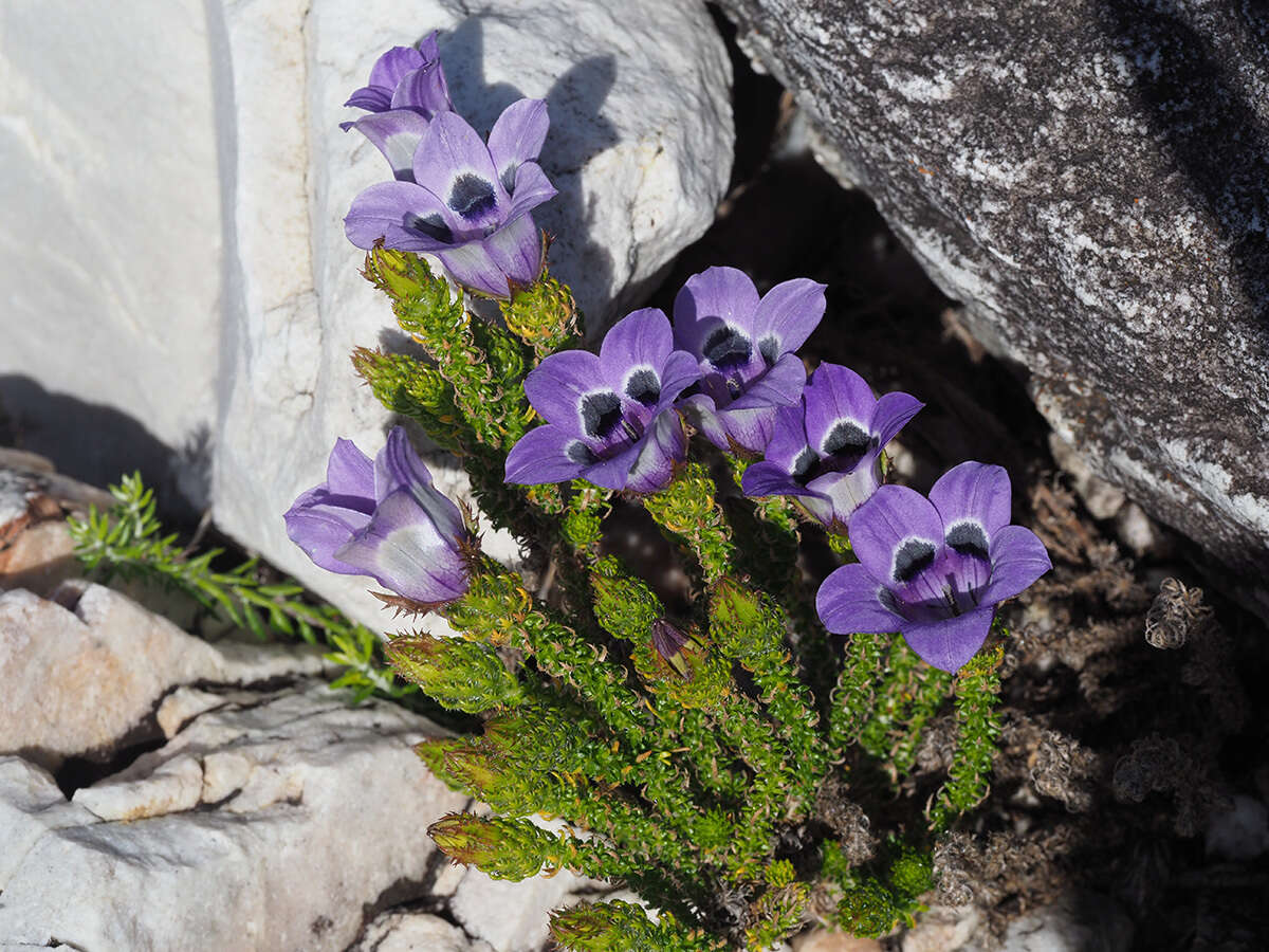 Image of Roella ciliata L.