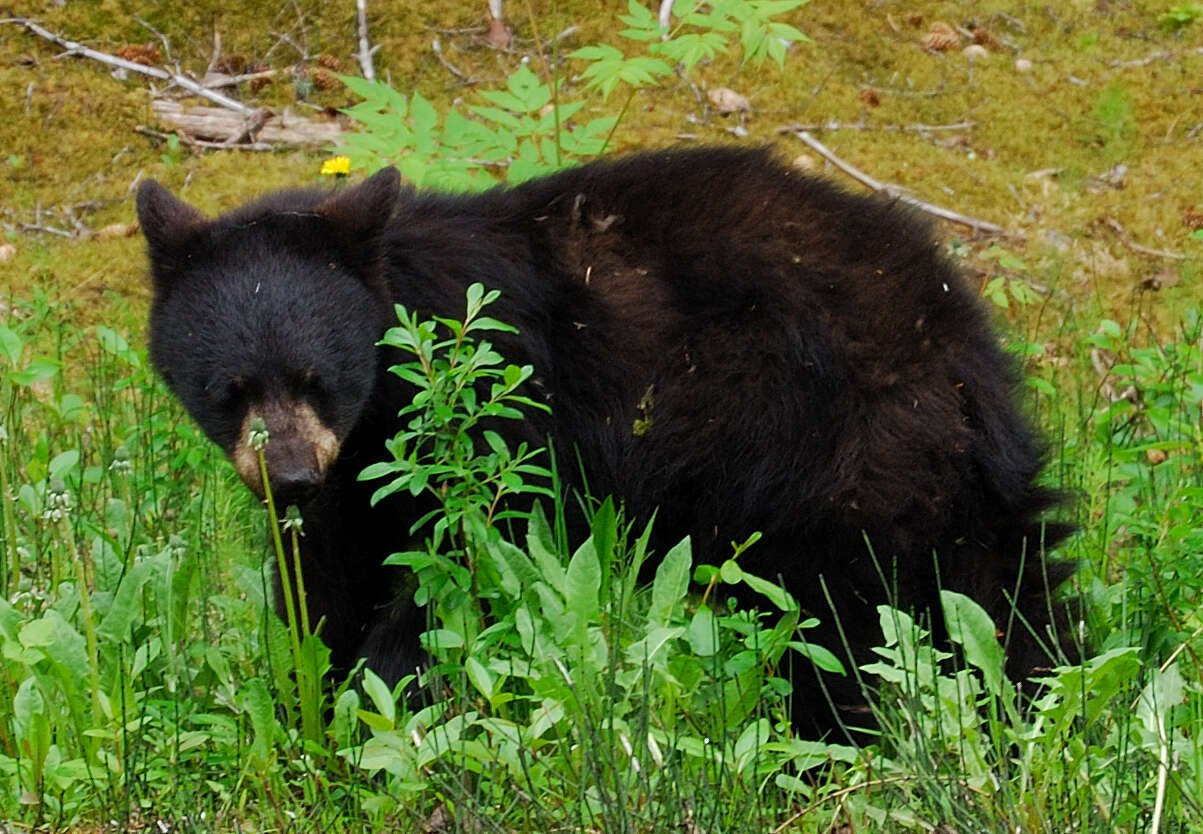 Image of American Black Bear